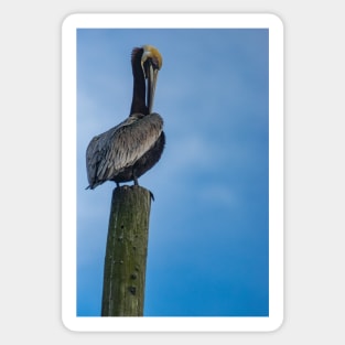 Pelican Sticker